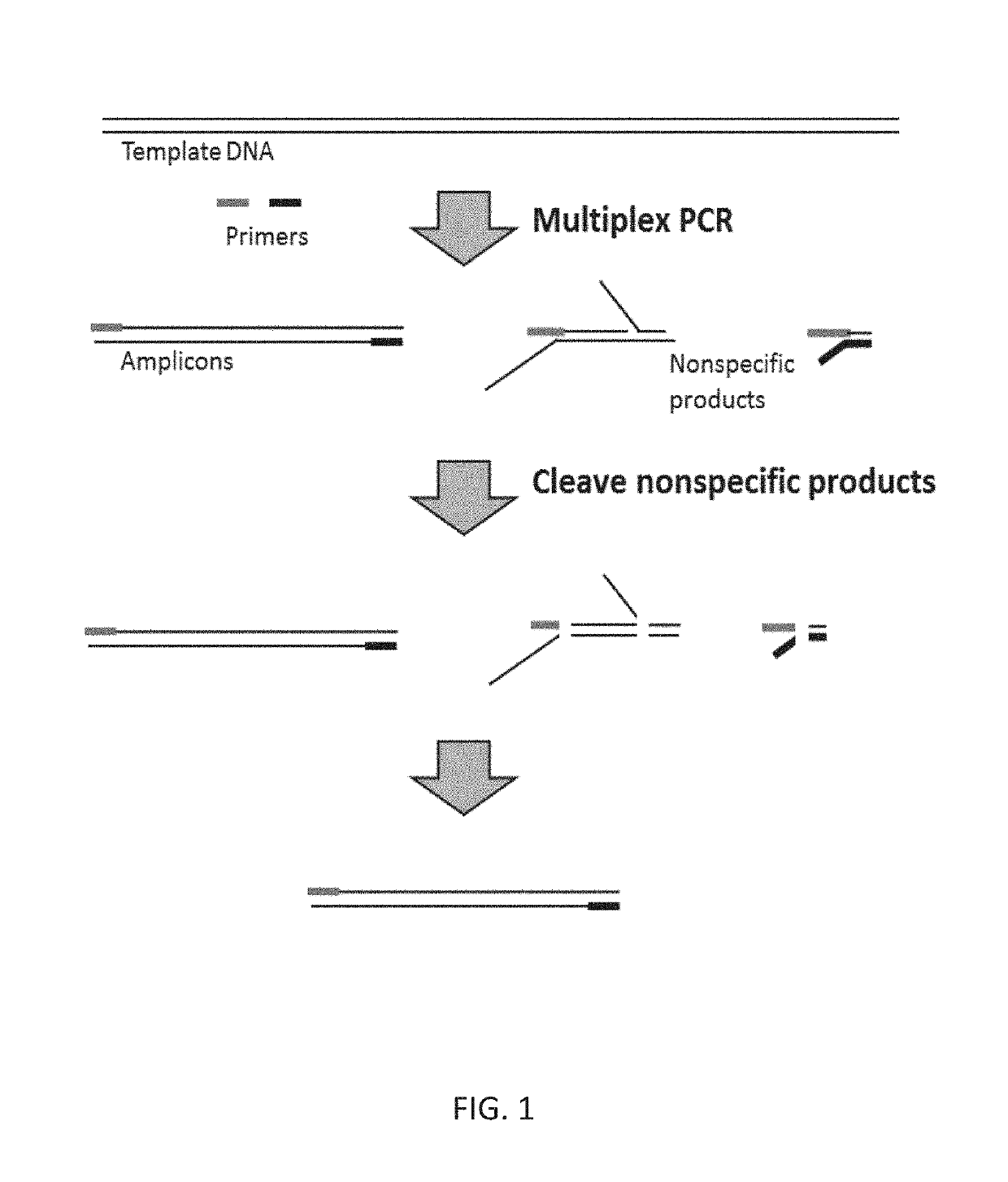 Methods and compositions for reducing non-specific amplification products