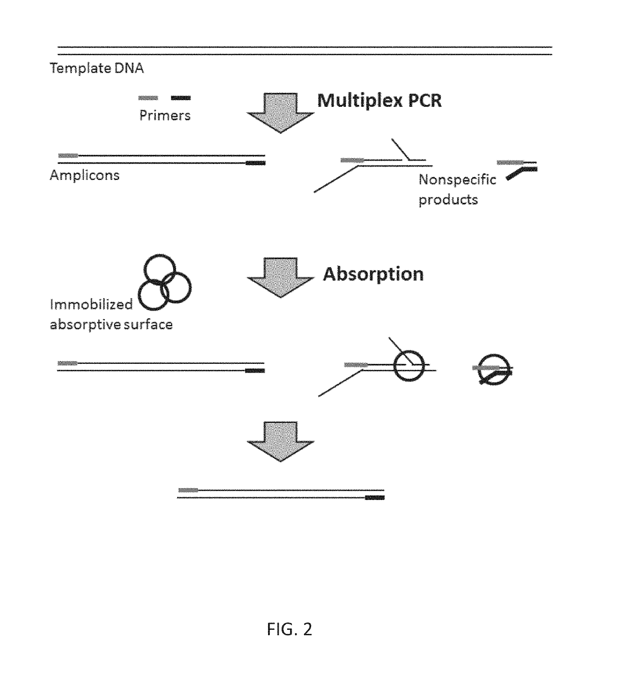 Methods and compositions for reducing non-specific amplification products