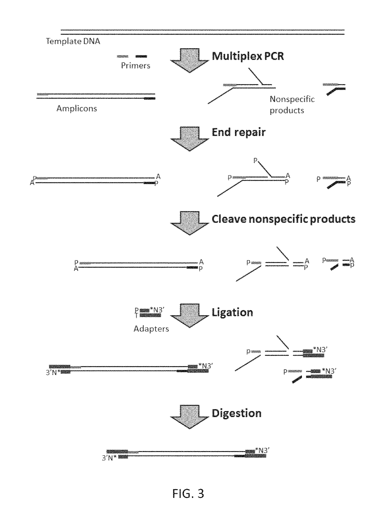 Methods and compositions for reducing non-specific amplification products