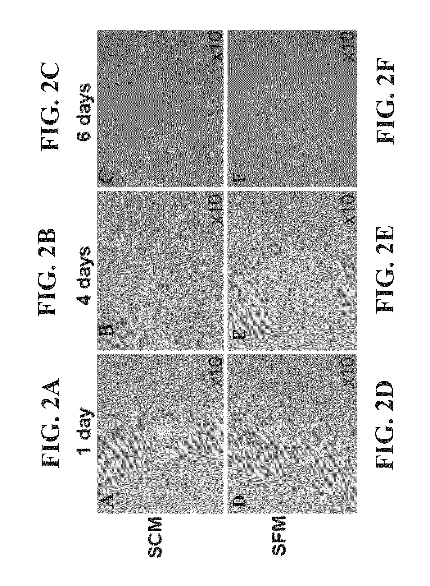Isolated populations of adult renal cells and methods of isolating and using same
