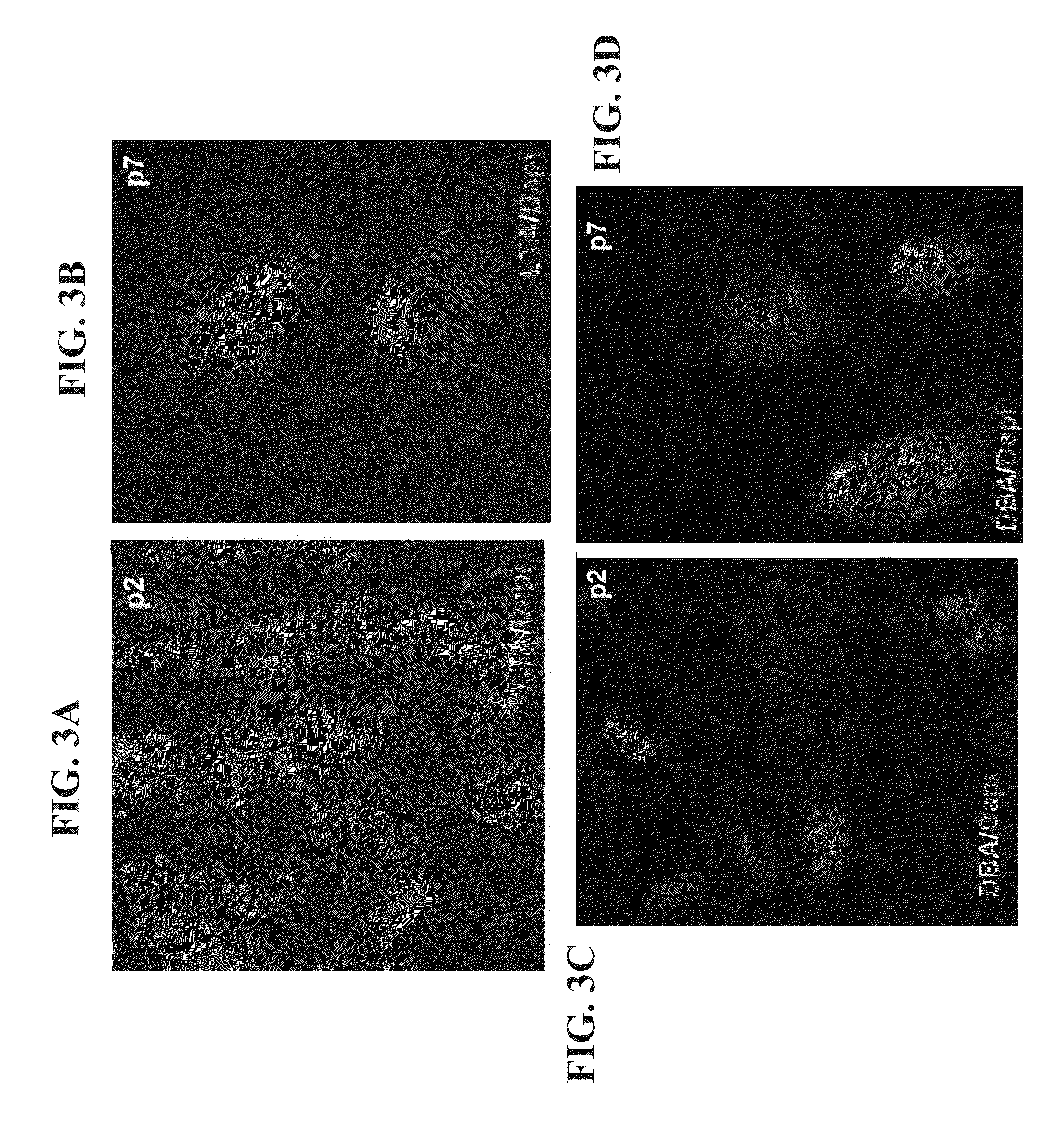 Isolated populations of adult renal cells and methods of isolating and using same