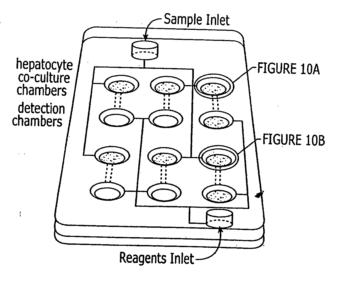 Assay device that analyzes the absorption, metabolism, permeability and/or toxicity of a candidate compound