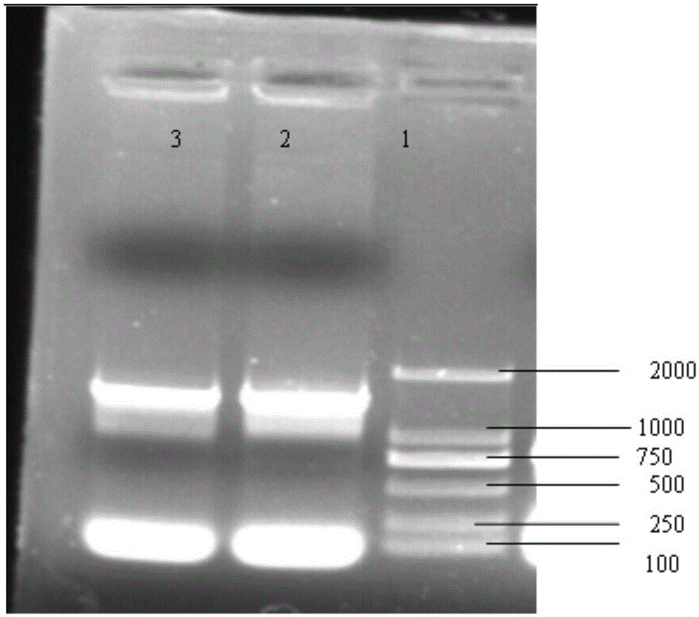 Salmonella enteritidis strain with ssrAB gene deletion and construction method thereof