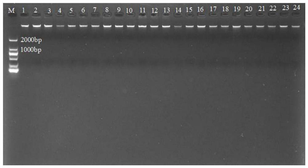 DNA barcoding sequence and method for identifying Lycium barbarum species by using same