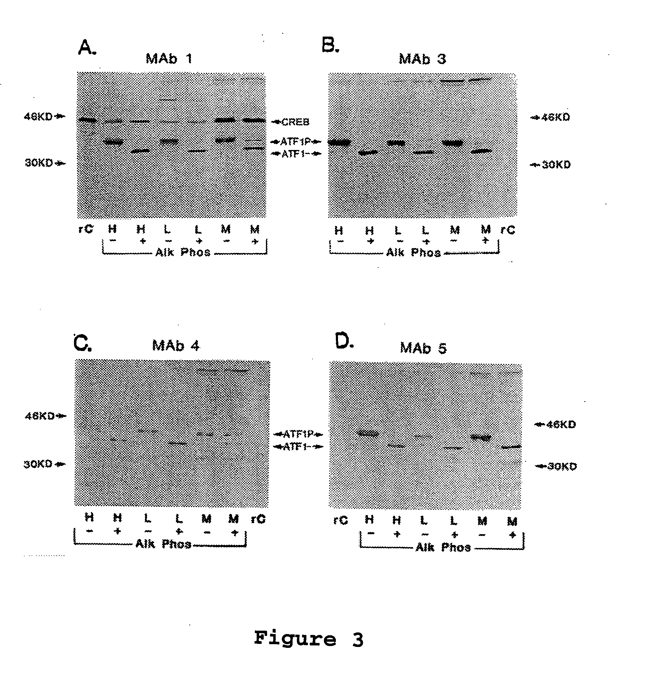Methods and compositions for modulating transcription factor activity