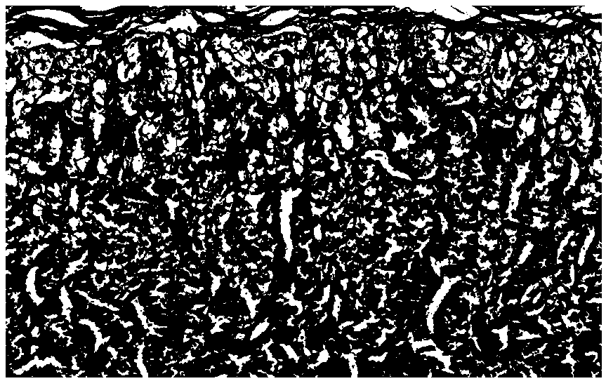 Application of NGAL (Neutrophil Gelatinase-Associated Lipocalin) to preparation of early diagnostic kit for canine acute kidney injury