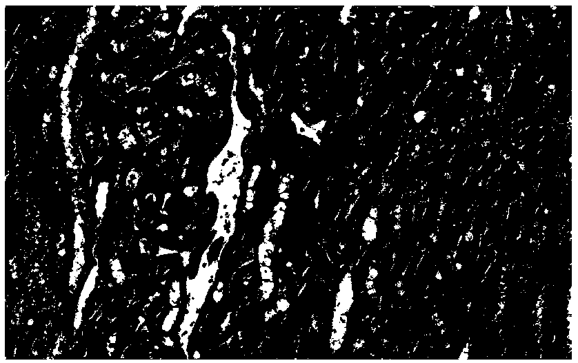 Application of NGAL (Neutrophil Gelatinase-Associated Lipocalin) to preparation of early diagnostic kit for canine acute kidney injury