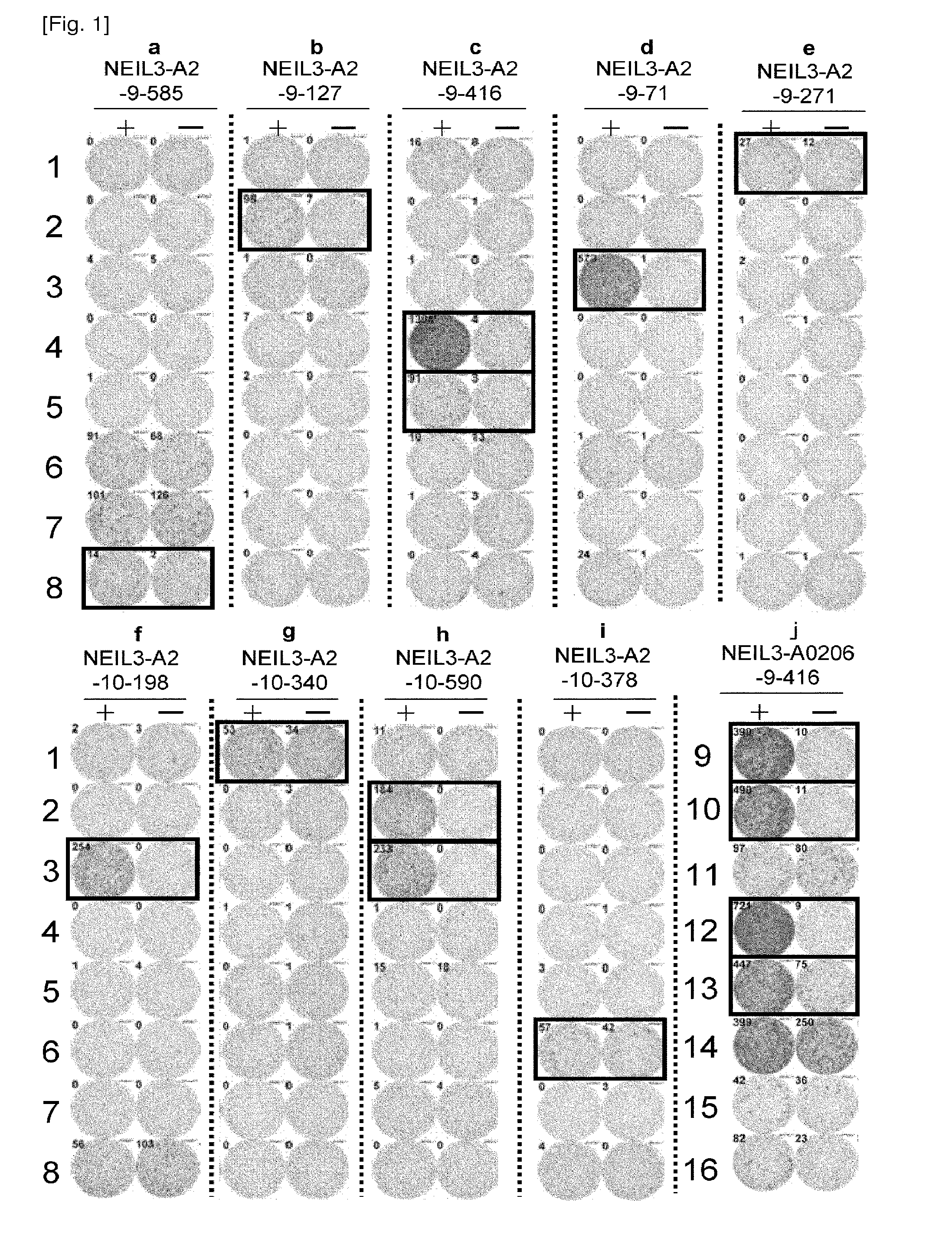 Neil3 peptides and vaccines including the same