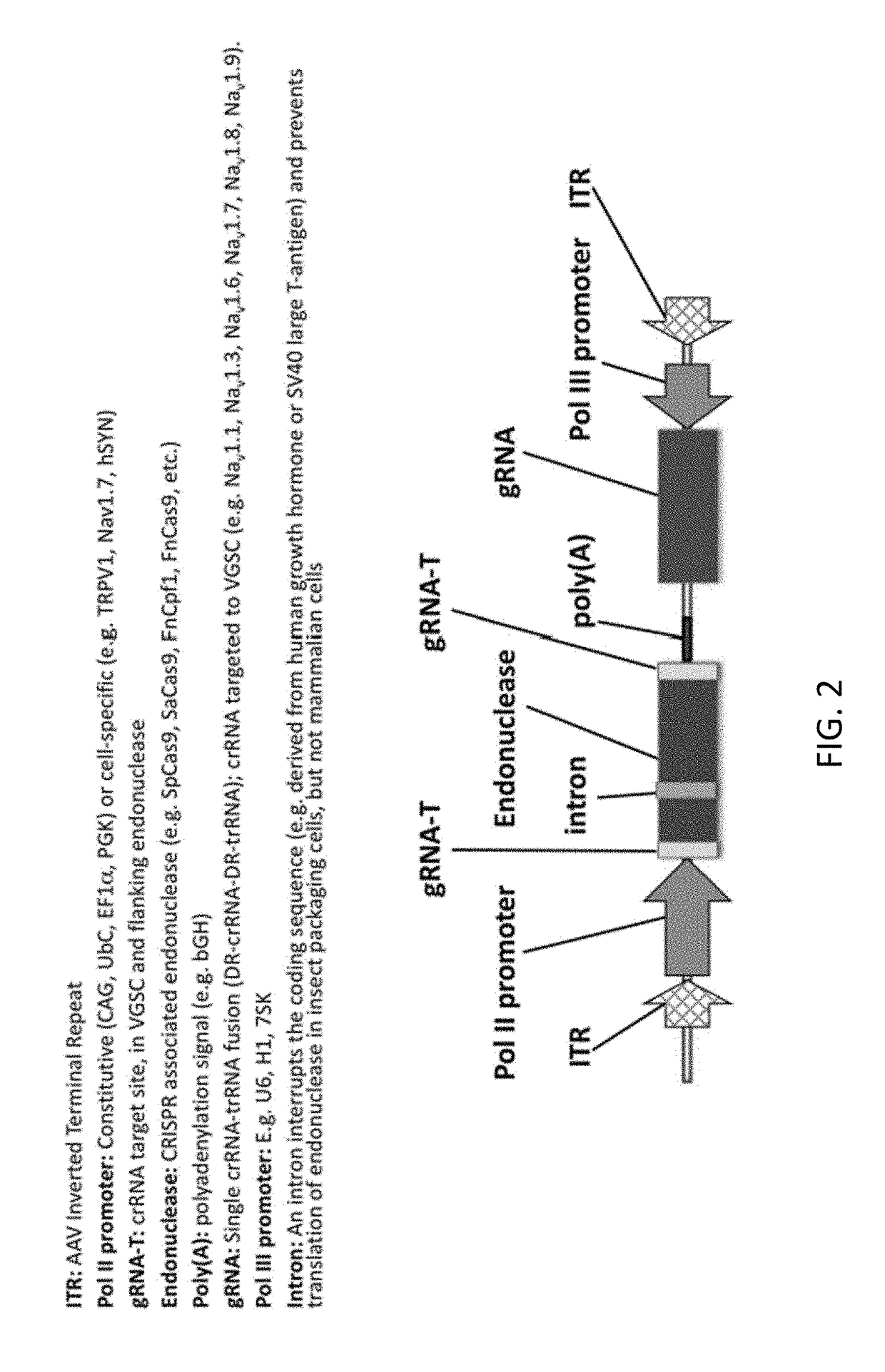 Crispr compositions and methods of using the same for gene therapy