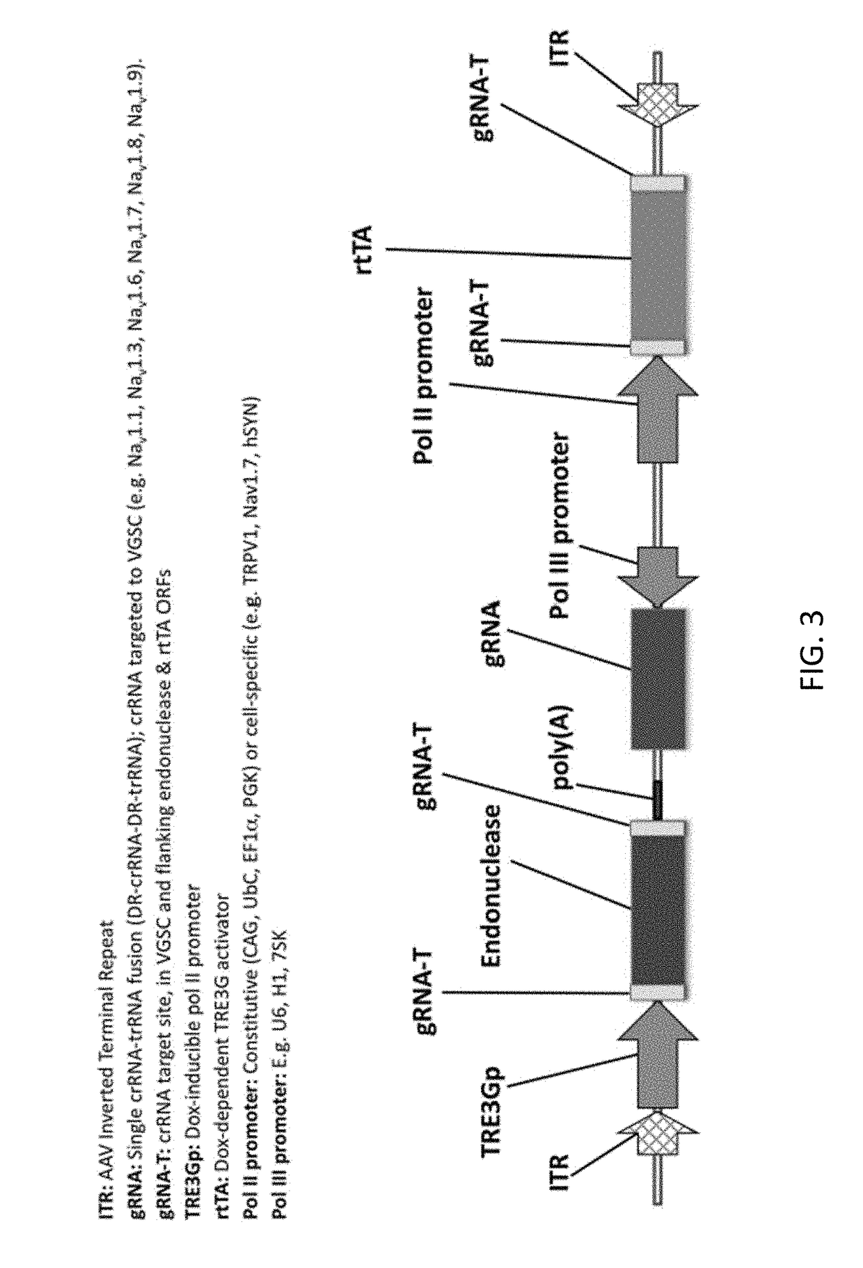 Crispr compositions and methods of using the same for gene therapy