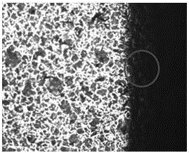 Preparation method for phosphating ferrous lithium high-temperature-resistant phosphating film material for metal