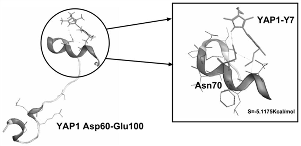 A small molecule inhibitor yap1-y7 against yap1 and its application