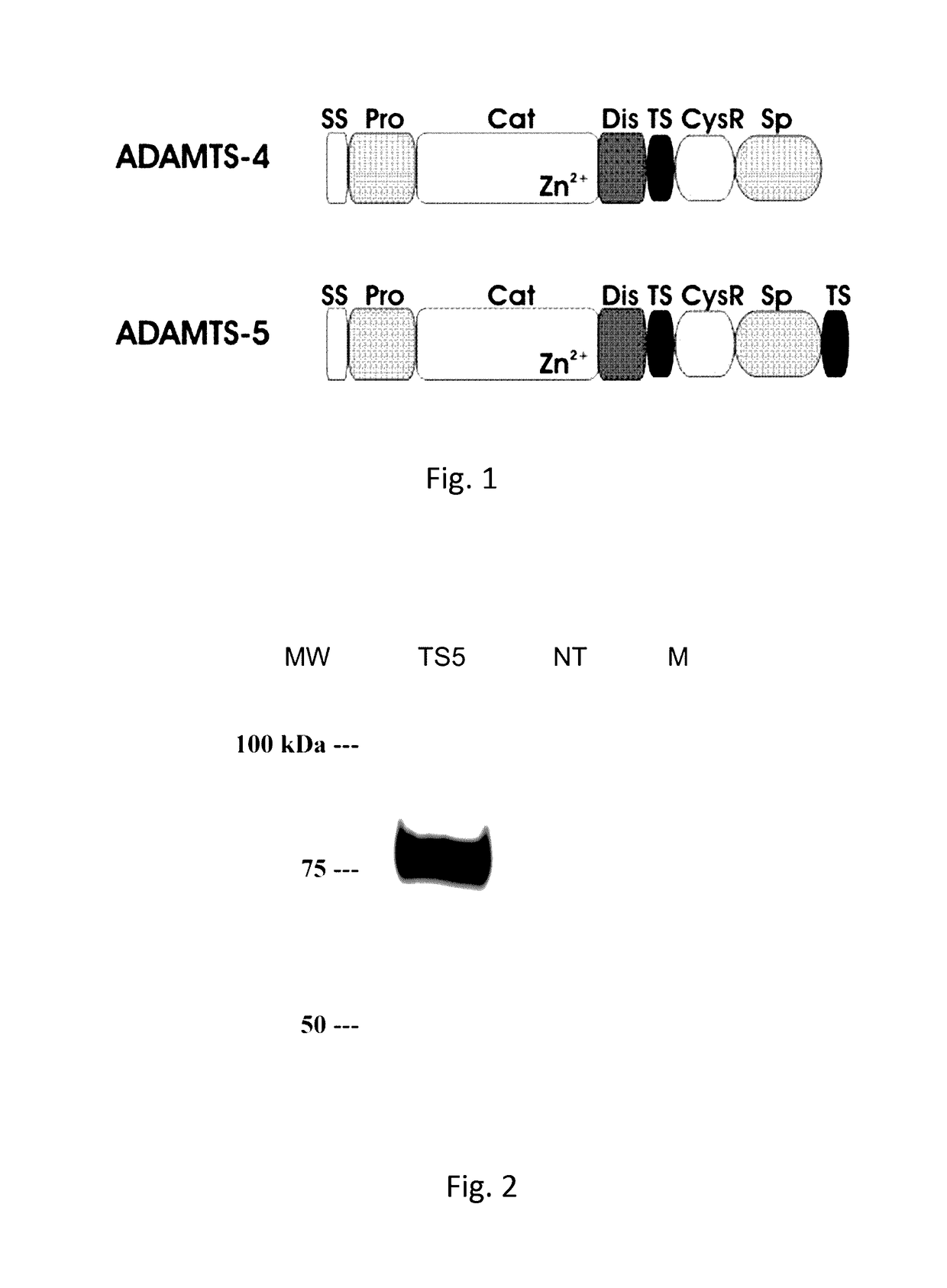Anti-ADAMTS-5 antibody, derivatives and uses thereof