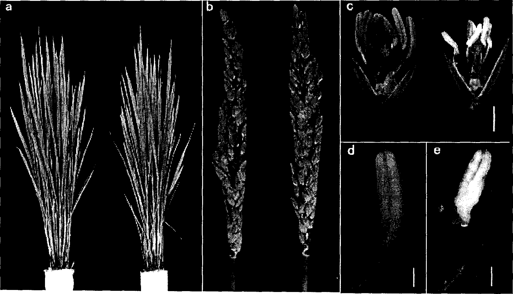 Protein coding sequence for controlling rice tapetum degradation