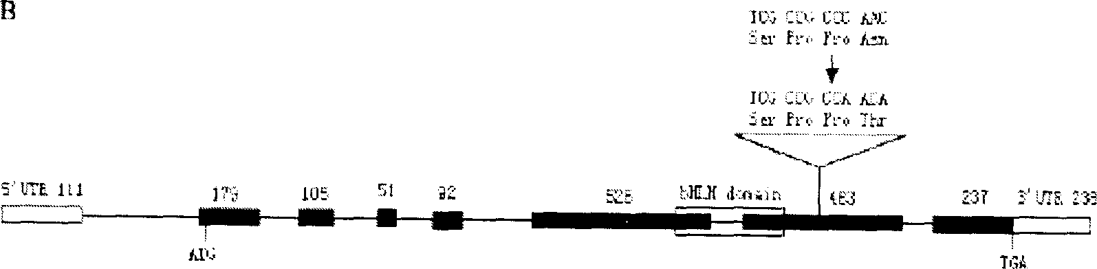 Protein coding sequence for controlling rice tapetum degradation