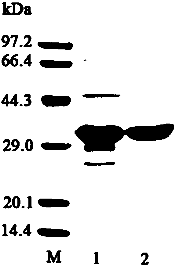 Application of protein AxMan113A as beta-mannase