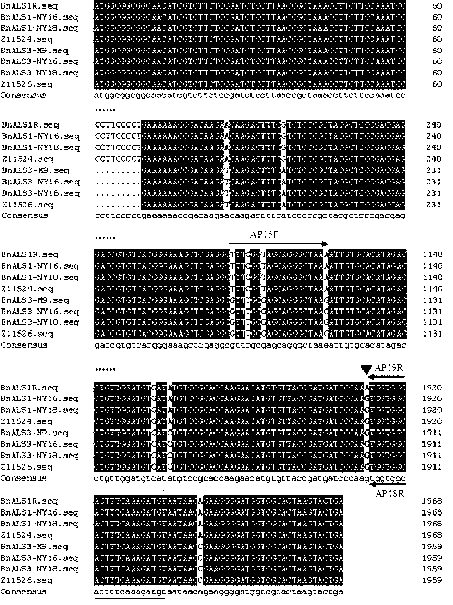 Molecular marking method for detecting imidazolone herbicide resisting gene of cabbage type rape