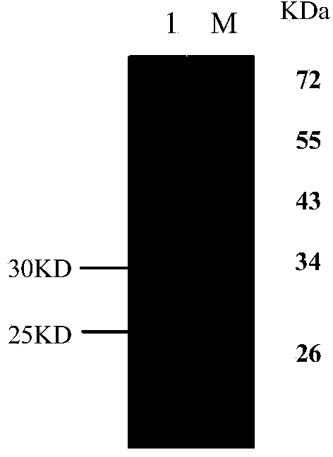 Humanized avian influenza virus H7N9 resisting neutralizing antibody M5 as well as preparation method and application thereof