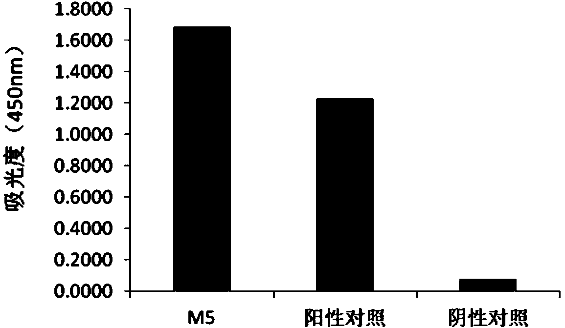 Humanized avian influenza virus H7N9 resisting neutralizing antibody M5 as well as preparation method and application thereof