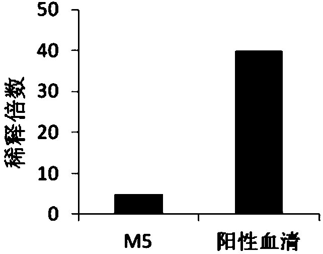 Humanized avian influenza virus H7N9 resisting neutralizing antibody M5 as well as preparation method and application thereof