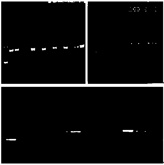 Method for regulating and controlling the diversity of bacteria in airport soil by using sludge filling matrix