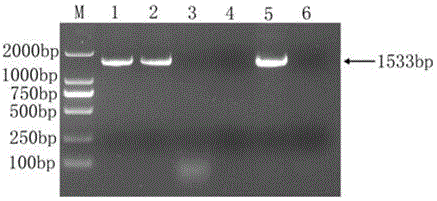 A detection kit for Haemophilus parasuis and its detection method