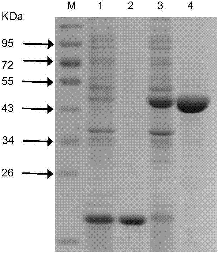 Plagiochasma appendiculatum flavone hexahydroxy o-methyltransferase as well as encoding gene and application thereof