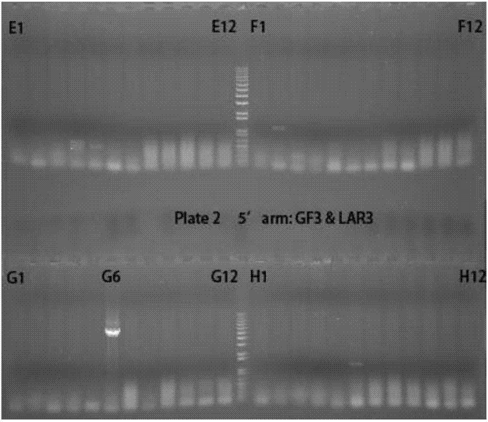 Construction method for mouse model with conditionally deleted Tmem30a genes and with pancreatic beta cells and application