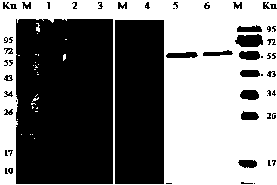 Monoclonal antibody EEEV-5E4 resisting EEEV E2 protein, B-cell epitope peptide recognized by EEEV-5E4 as well as application of EEEV-5E4 and B-cell epitope peptide