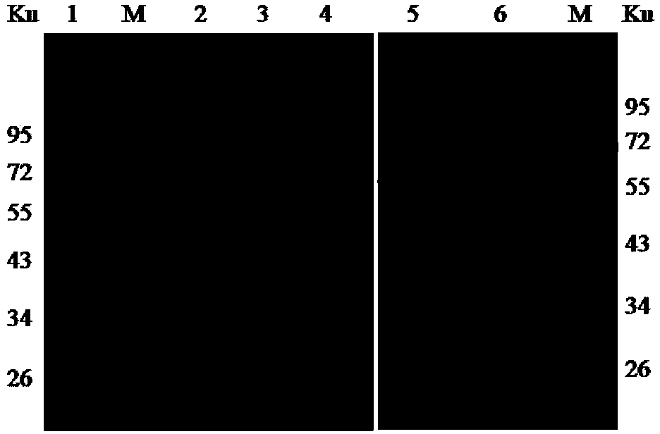 Monoclonal antibody EEEV-5E4 resisting EEEV E2 protein, B-cell epitope peptide recognized by EEEV-5E4 as well as application of EEEV-5E4 and B-cell epitope peptide