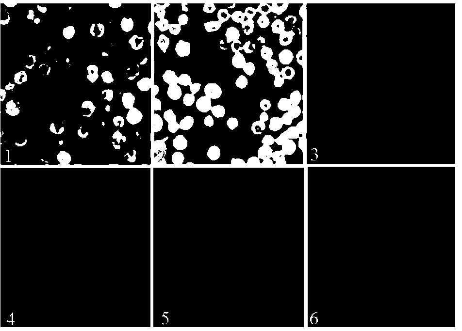 Monoclonal antibody EEEV-5E4 resisting EEEV E2 protein, B-cell epitope peptide recognized by EEEV-5E4 as well as application of EEEV-5E4 and B-cell epitope peptide