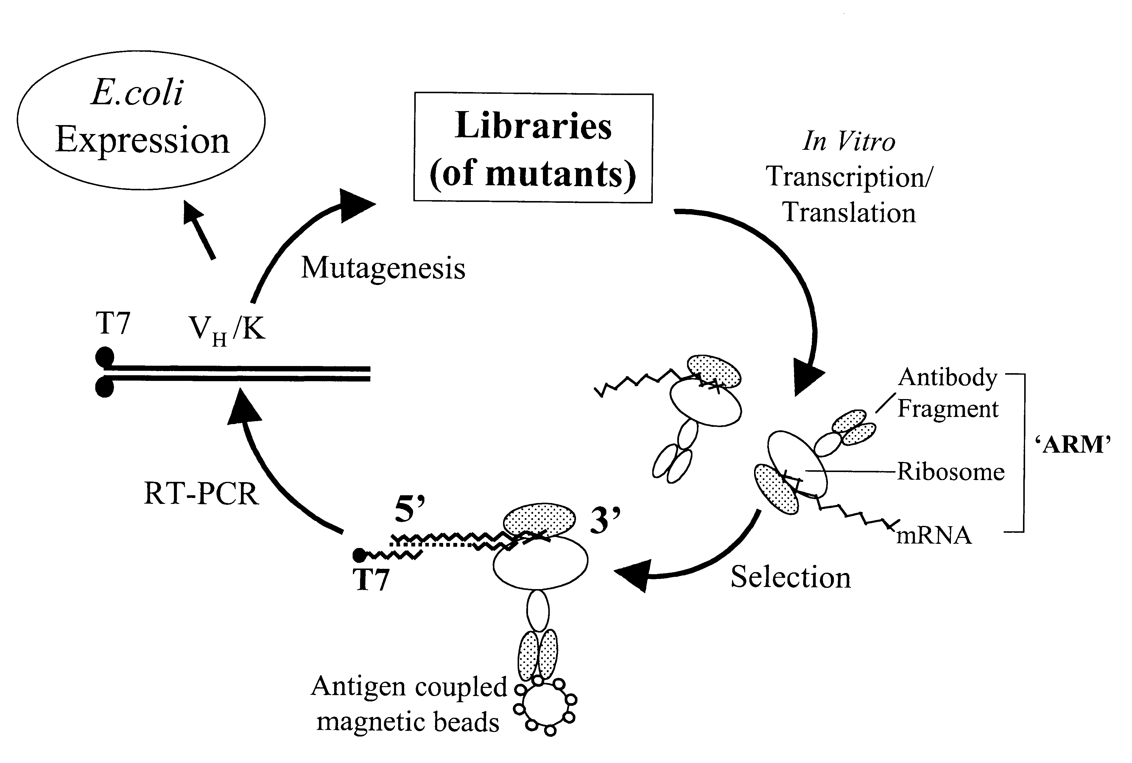 Ribosome complexes as selection particles for in vitro display and evolution of proteins