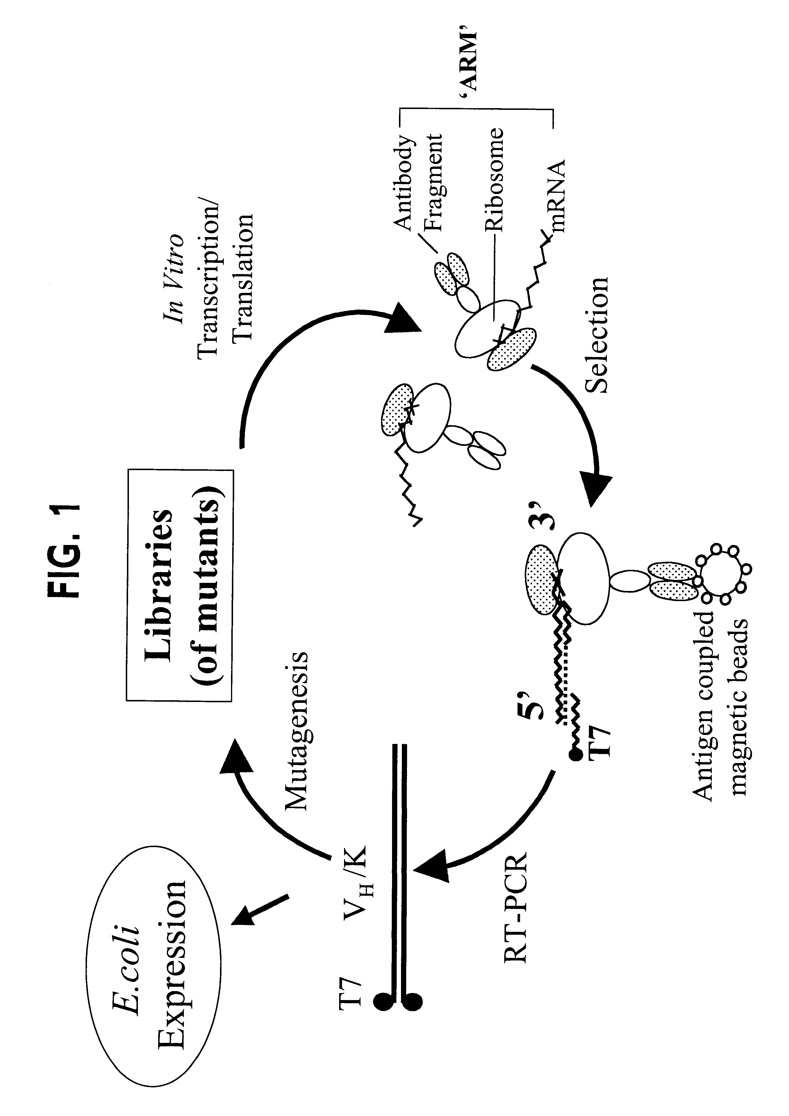 Ribosome complexes as selection particles for in vitro display and evolution of proteins