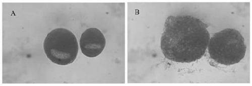 A kind of antimicrobial peptide for preventing and treating small melon worm