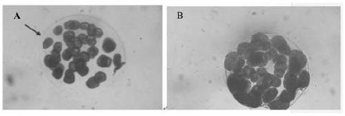 A kind of antimicrobial peptide for preventing and treating small melon worm