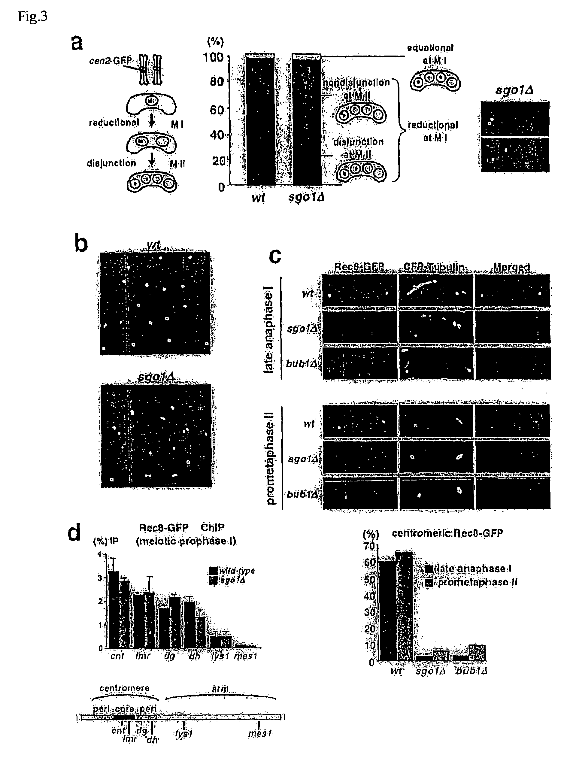 Centromeric protein shugoshin