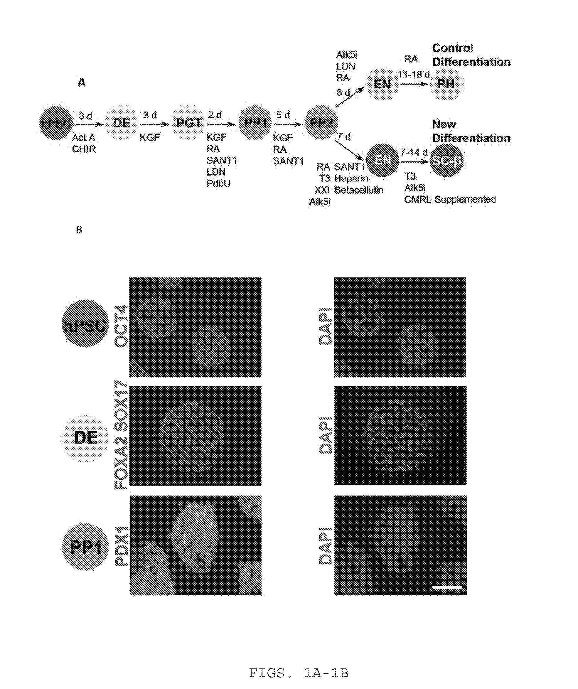 Sc-beta cells and compositions and methods for generating the same