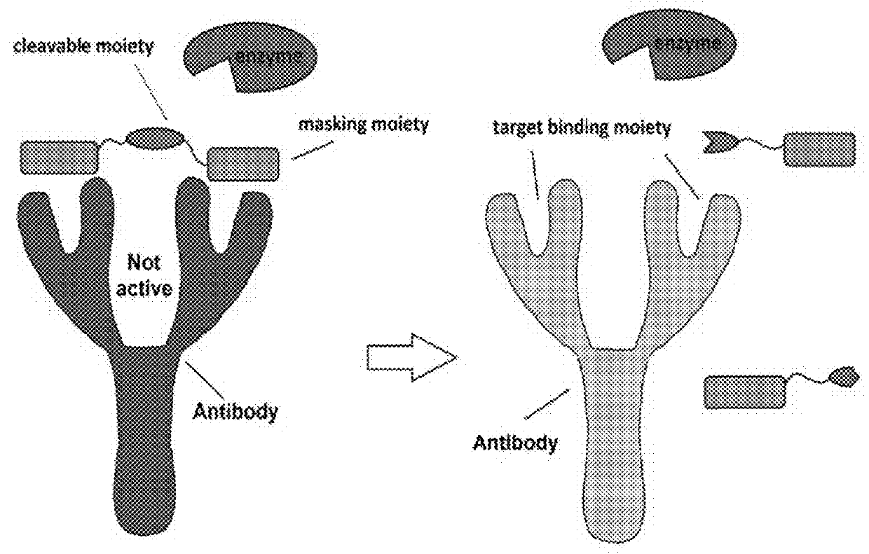 Methods and Reagents to Treat Tumor and Cancer