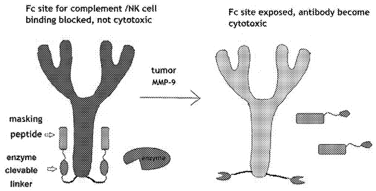 Methods and Reagents to Treat Tumor and Cancer