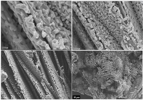 Preparation method and application of stacking-coral-like biomass-charcoal-based catalyst