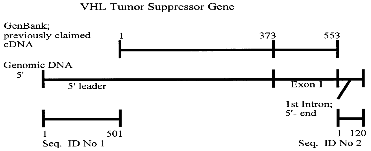 Compositions and methods for diagnosis of mutation in the von Hippel-Lindau tumor suppressor gene