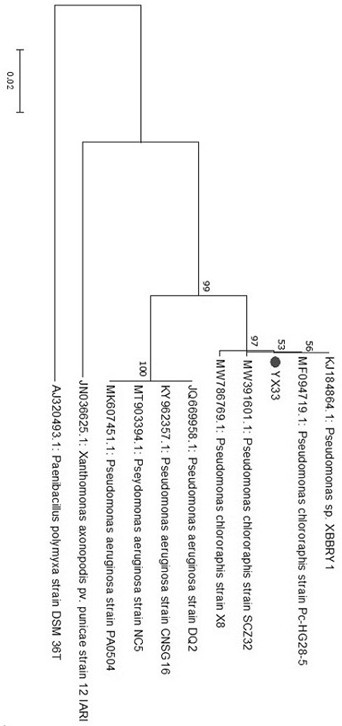 Pseudomonas chlororaphis YX33 and application thereof in prevention and treatment of tobacco fusarium root rot and growth promotion