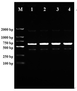 Pseudomonas chlororaphis YX33 and application thereof in prevention and treatment of tobacco fusarium root rot and growth promotion