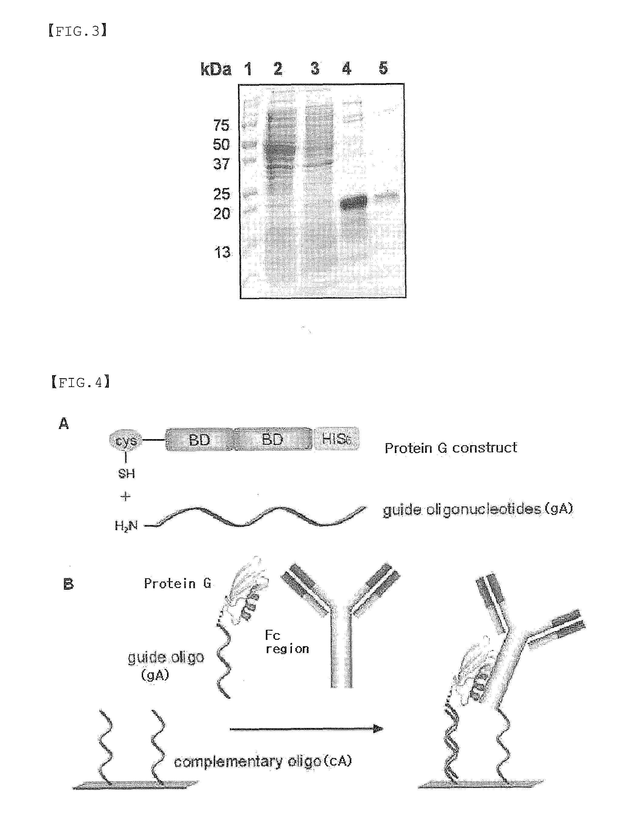 Protein G-Oligonucleotide Conjugate