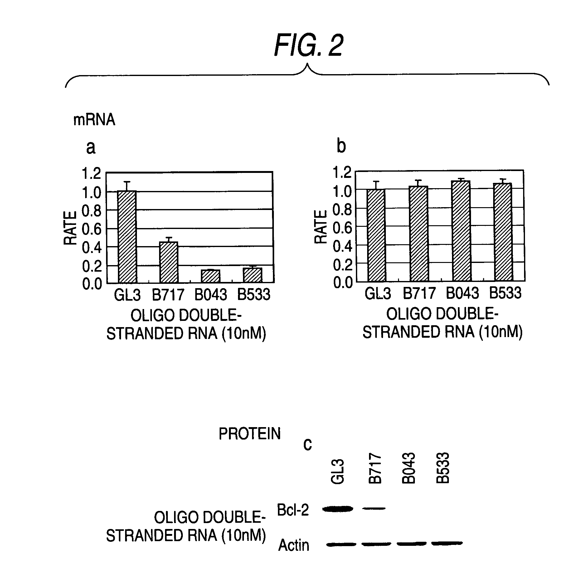 Oligo Double-Stranded Rna Inhibiting the Expression of Bcl-2 and Pharmaceutical Composition Containing the Same