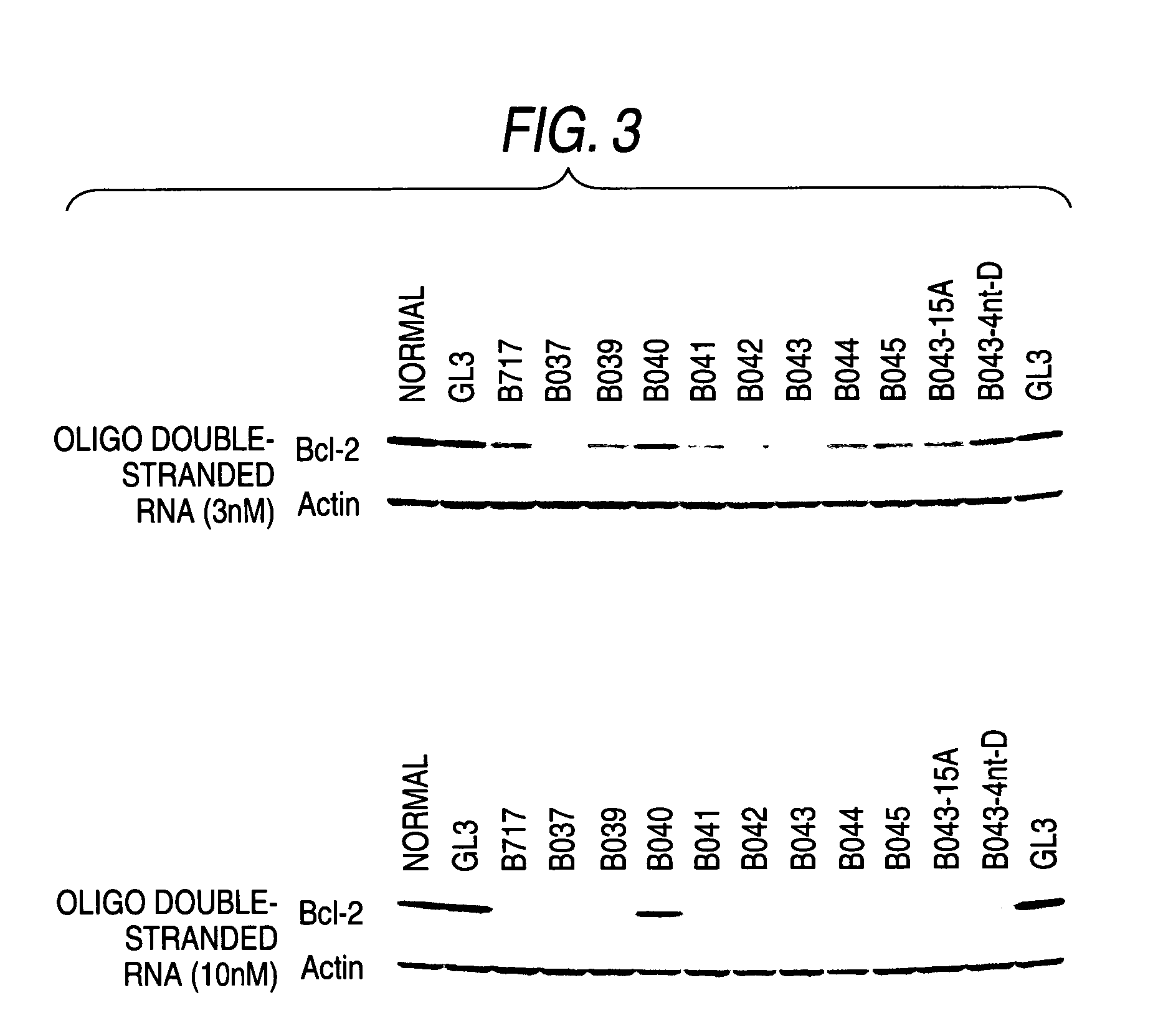 Oligo Double-Stranded Rna Inhibiting the Expression of Bcl-2 and Pharmaceutical Composition Containing the Same