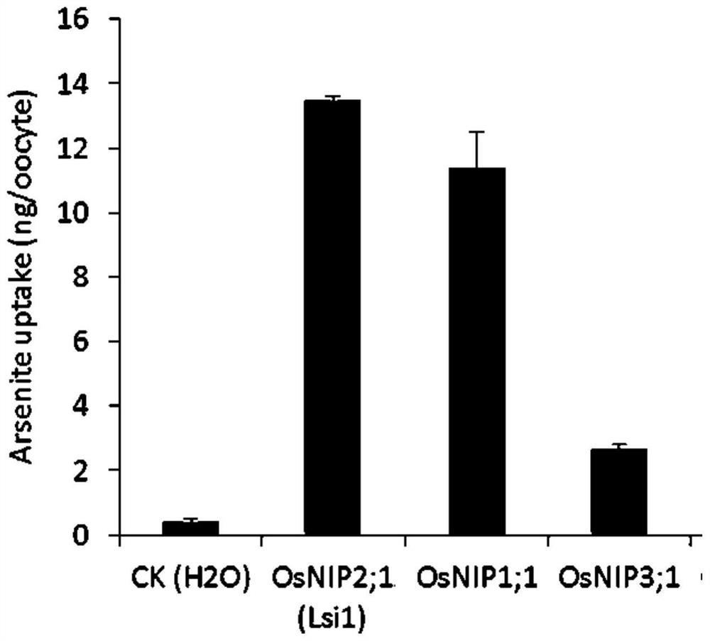 Application of rice aquaporin coding gene osnip1;1