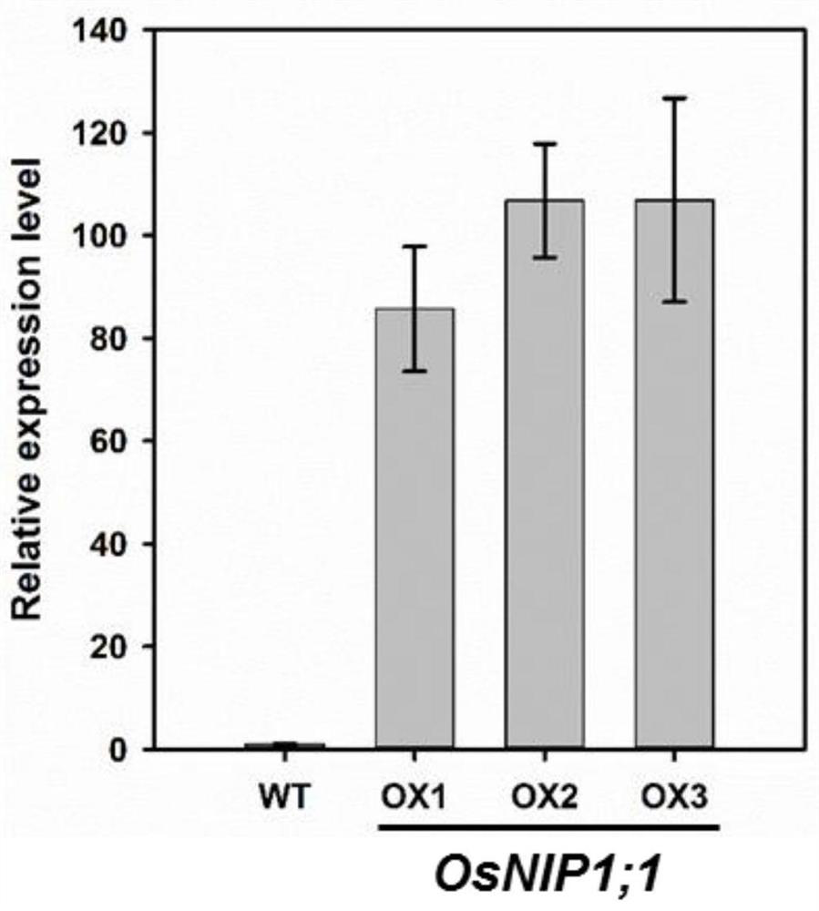 Application of rice aquaporin coding gene osnip1;1