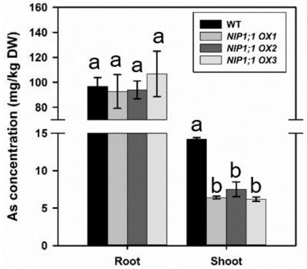 Application of rice aquaporin coding gene osnip1;1