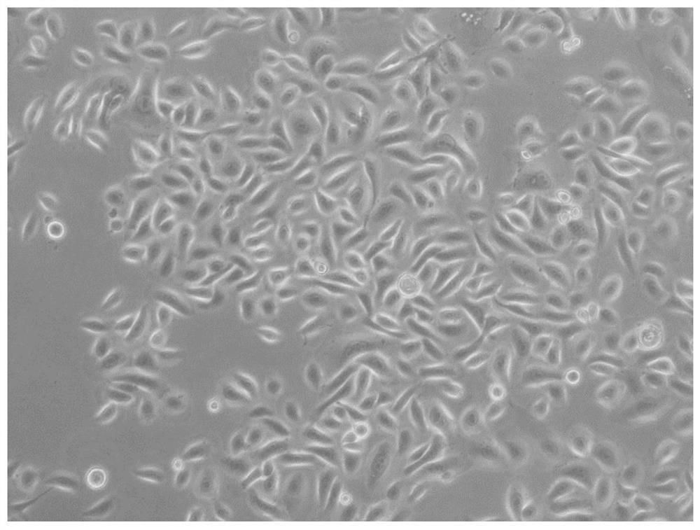 Cell culture medium additive, cell culture medium and cell in-vitro amplification method